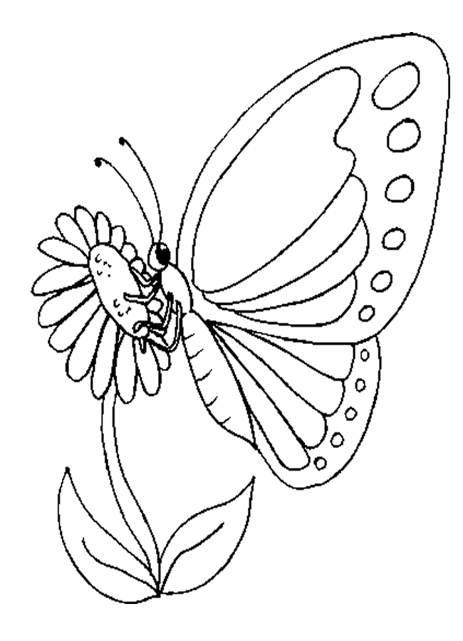 Coloring Butterfly 9