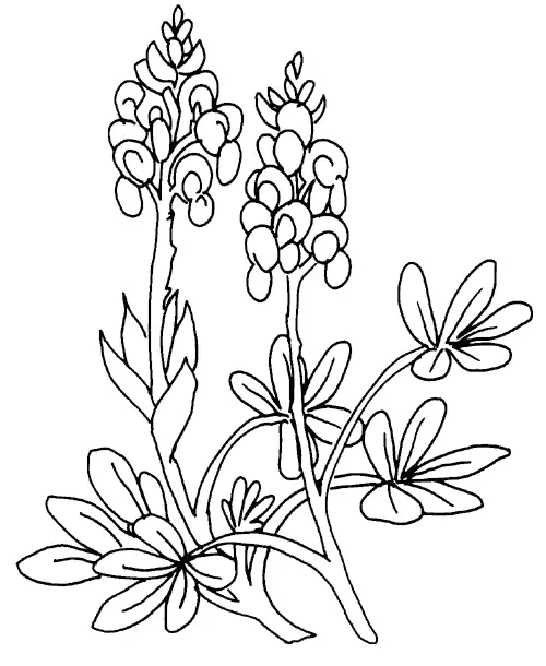 flower coloring pages for kids printable. Printable Flower Coloring