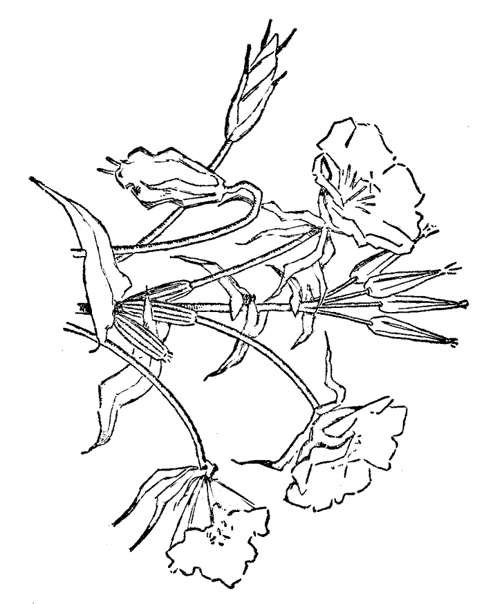 Printable Flower Coloring Pages 6