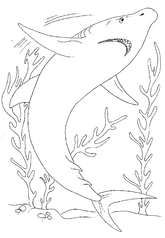 Shark Coloring Pages 8
