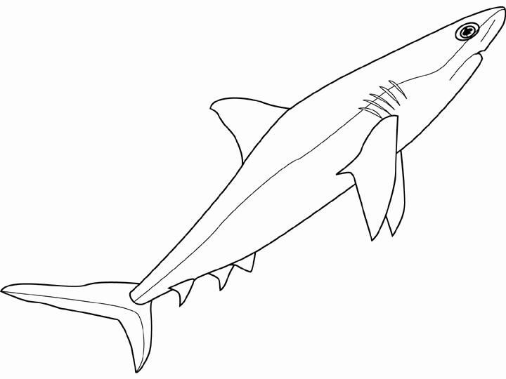 Shark Coloring Pages 11