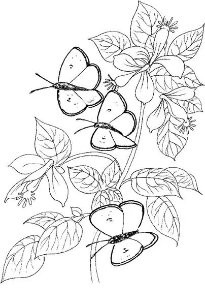 Coloring Butterfly 6