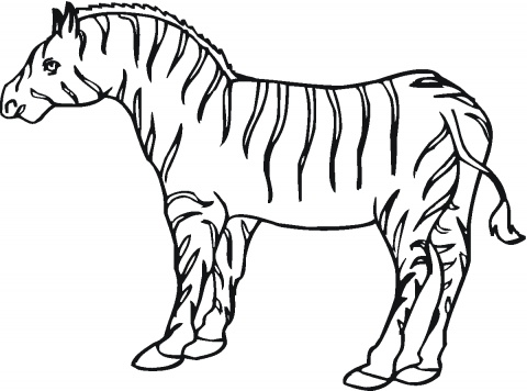 Zebra Coloring Pages 12